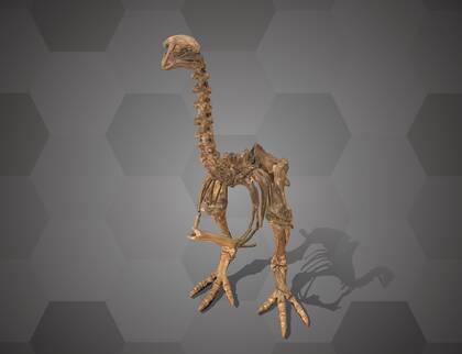 Picture of 3D model of a southern stout-legged moa