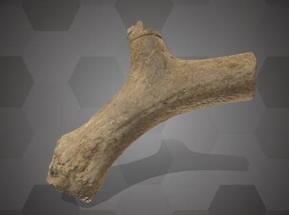 Picture of 3D model of a reindeer antler from layer 9 of the Willendorf II site