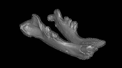 Image of the 3D Model of the Mandible of a Saber-Toothed Cat - Texture not displayed