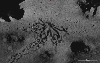 Picture of the detail microCT scan of Ophiactis hex (SMNS 70508)