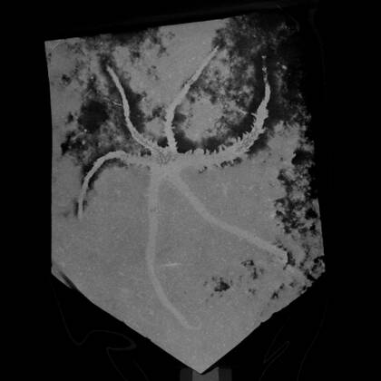 Picture of the overview microCT scan of Ophiactis hex (SMNS 70508)