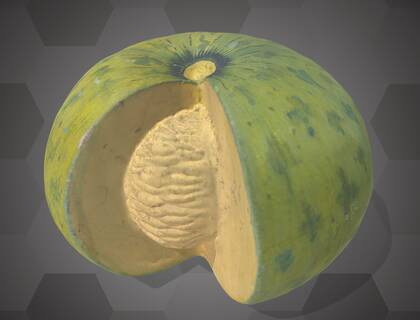 Picture of 3D model of a pumpkin model (NHMW-AFW-DING-0046-149)