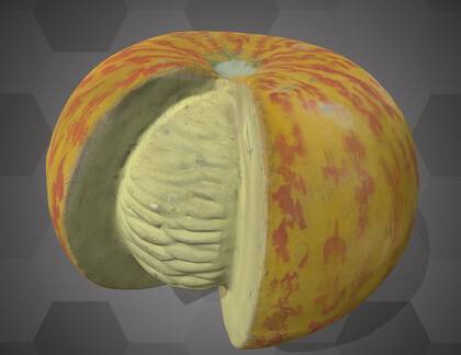 Picture of 3D model of a pumpkin model (NHMW-AFW-DING-0046-163)