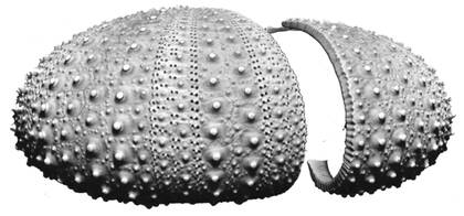 Lateral view of Tripneustes australiae (paralectotype AM J. 30961)