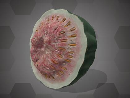 Picture of 3D model of a watermelon model (NHMW-AFW-DING-0046-129)