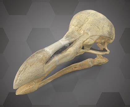 Picture of 3D model of a dodo skull