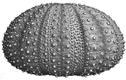 Lateral view of Tripneustes australiae (lectotype AM J. 30960)