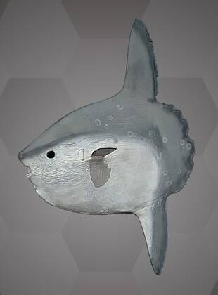 Image of the 3D Model of a Sunfish