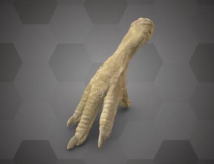 Picture of 3D model of a dodo foot plaster cast