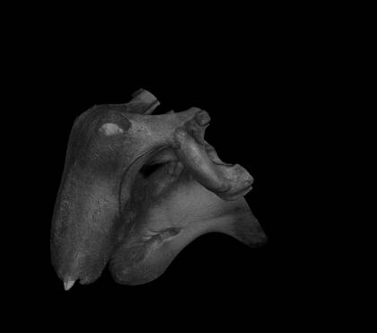 Volume rendering of the microCT scan of the second part ("skull 2") of the Dugong skull.