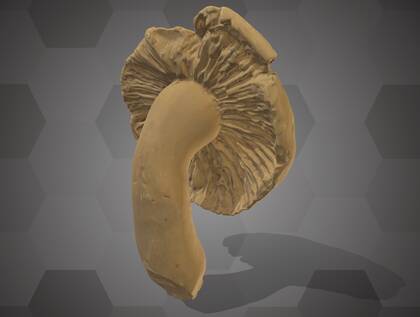 Picture of 3D model of a Basidiomycota model (NHMW-AFW-DING-0046-159)