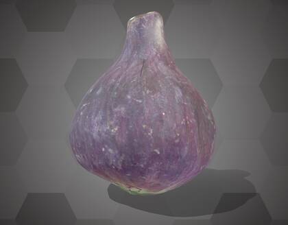 Picture of 3D model of a fig model (NHMW-AFW-DING-0046-038)