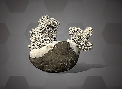 Image of the 3D Model of a stony coral