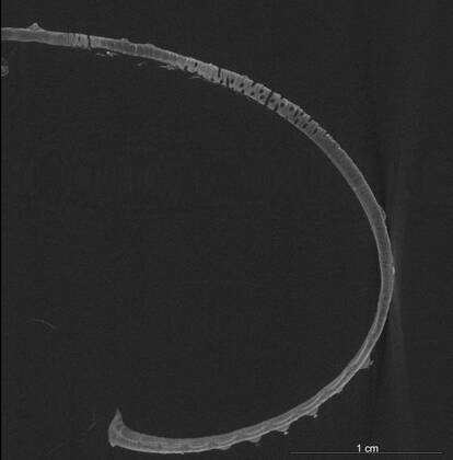 cross section of the T. kermadecensis corona