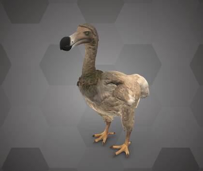 Picture of 3D model of a dodo reconstruction