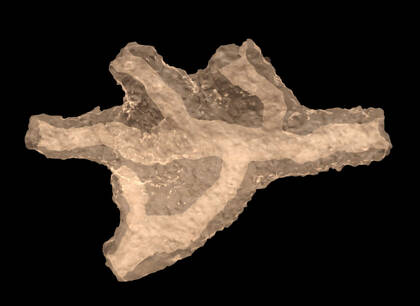 3D surface model based on the segmentation of a microCT scan of a rhizolith (NHMW-GEO-2022-0136-0001)