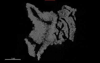 Vitrual slice through a rhizolith based on a microCT scan (NHMW-GEO-2022-0136-0016)