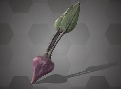 Picture of 3D model of a beetroot model (NHMW-AFW-DING-0046-029)