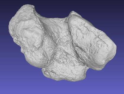 Picture of the 3D model of a calcaneus of Palaeoloxodon tiliensis (NHMW-GEO-1976-1833-0010)