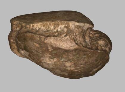 Picture of the 3D model of an astragalus of Mammuthus primigenius (NHMW-GEO-1980-0029-0037)