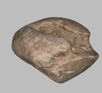 Picture of the 3D model of an astragalus of Mammuthus primigenius (NHMW-GEO-1980-0029-0038)