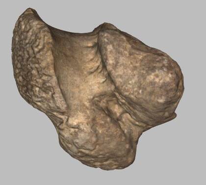 Picture of the 3D model of a calcaneus of Mammuthus primigenius (NHMW-GEO-1980-0029-0040)