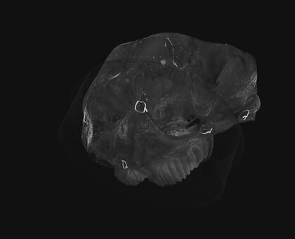 Volume rendering of the microCT scan of the first part ("skull 1") of the Asian elephant skull - this part contains the inner ear.