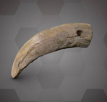 Picture of the 3D model of a boar tooth