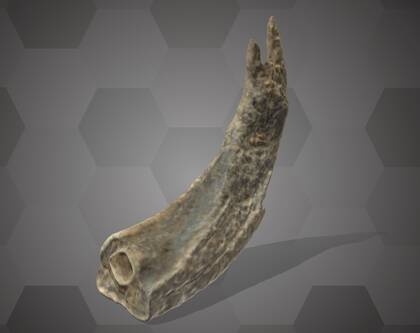 Picture of 3D model of a perforated fox tooth from layer 9 of the Willendorf II site