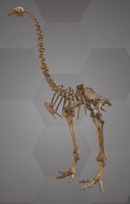 Image of the 3D Model of a Southern Stout-legged Moa