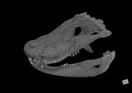 Volume rendering showing the microCT scan of Alligator sinensis (NHMW-ZOO-HS-37966)