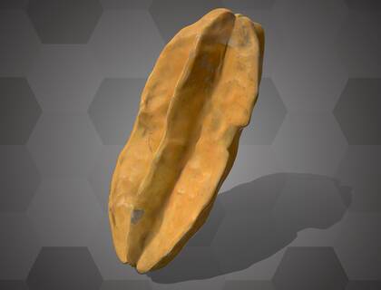 Picture of 3D model of a carambola model (NHMW-AFW-DING-0046-115)