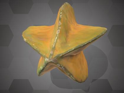 Picture of 3D model of a carambola model (NHMW-AFW-DING-0046-147)