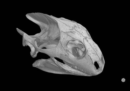 3D rendering based on the microCT scan of Trionyx euphraticus (NHMW-ZOO-HS-132)
