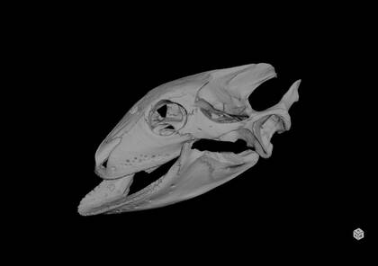 3D rendering based on the microCT scan of Trionyx triunguis (NHMW-ZOO-HS-159)
