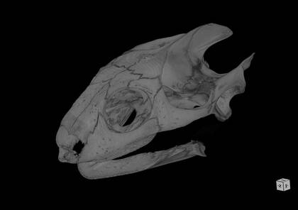 3D rendering based on the microCT scan of Aspideretes nigricans (NHMW-ZOO-HS-39090)