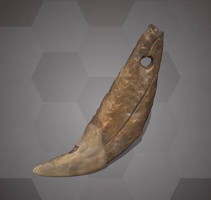 Picture of the 3D model of a bear tooth