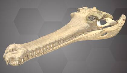 Image of the 3D Model of a Gharial Skull