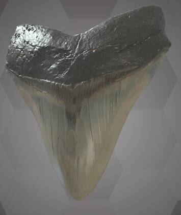 Image of the 3D Model of a Megalodon Tooth