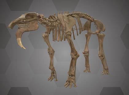 Picture of the 3D model of a Deinotherium (NHMW-GEO-2000z0047-0000)