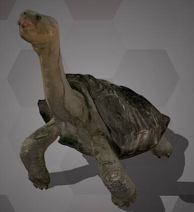 Image of the 3D Model of an Abingdon Island Tortoise