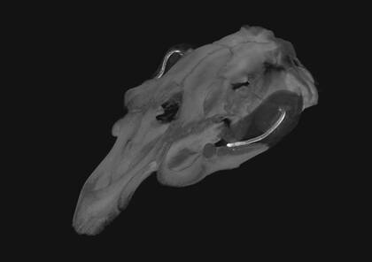 Volume rendering of the skull of a manatee