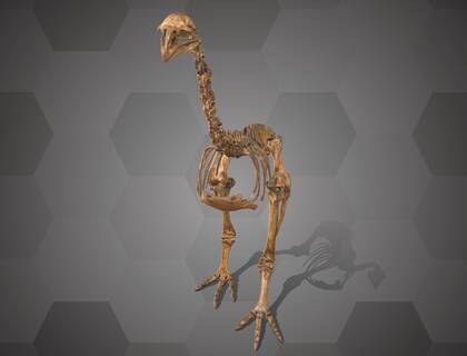 Picture of 3D model of a South Island giant moa