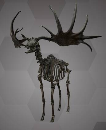 Image of the 3D Model of a Giant Deer