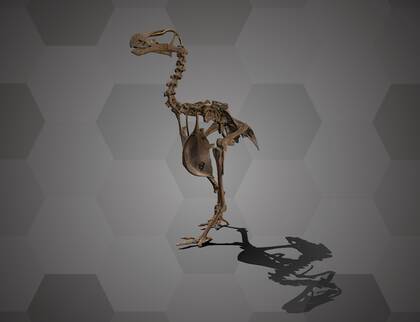 Picture of 3D model of a dodo skeleton