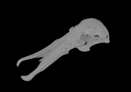 Volume rendering of the skull of a platypus