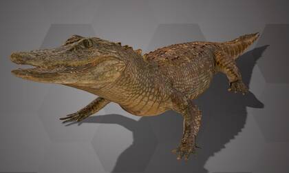 Image of the 3D Model of an American Alligator