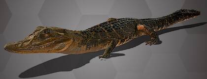 Image of the 3D Model of a Black Caiman