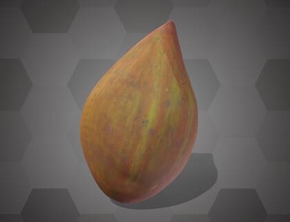 Picture of 3D model of a jujube model (NHMW-AFW-DING-0046-141)