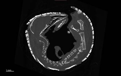 Virtual section through the dataset of Tolypeutes matacus